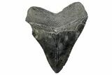 Serrated, Fossil Megalodon Tooth - South Carolina #288224-2